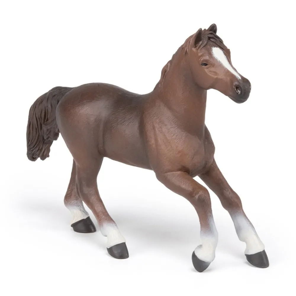 PAPO INTERNATIONAL INC. Anglo-Arab Mare Discount