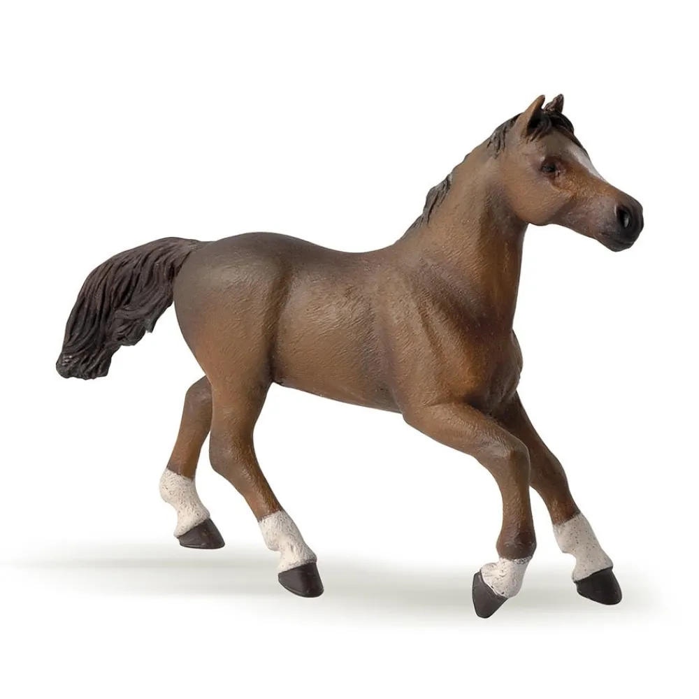 PAPO INTERNATIONAL INC. Anglo-Arab Mare Discount