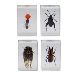 Celestron 3D Bug Specimen Kit 3 Hot