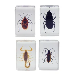 Celestron 3D Bug Specimen Kit 1 Fashion