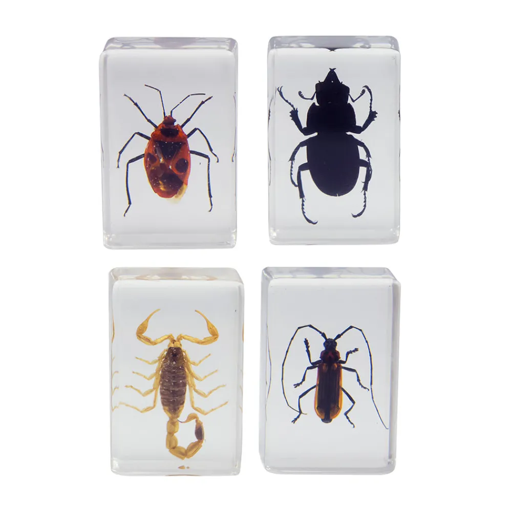 Celestron 3D Bug Specimen Kit 1 Fashion