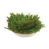 Silver Circle Dinosaur Plant Boxed Fashion