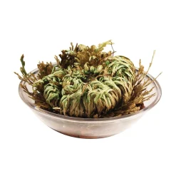 Silver Circle Dinosaur Plant Boxed Fashion