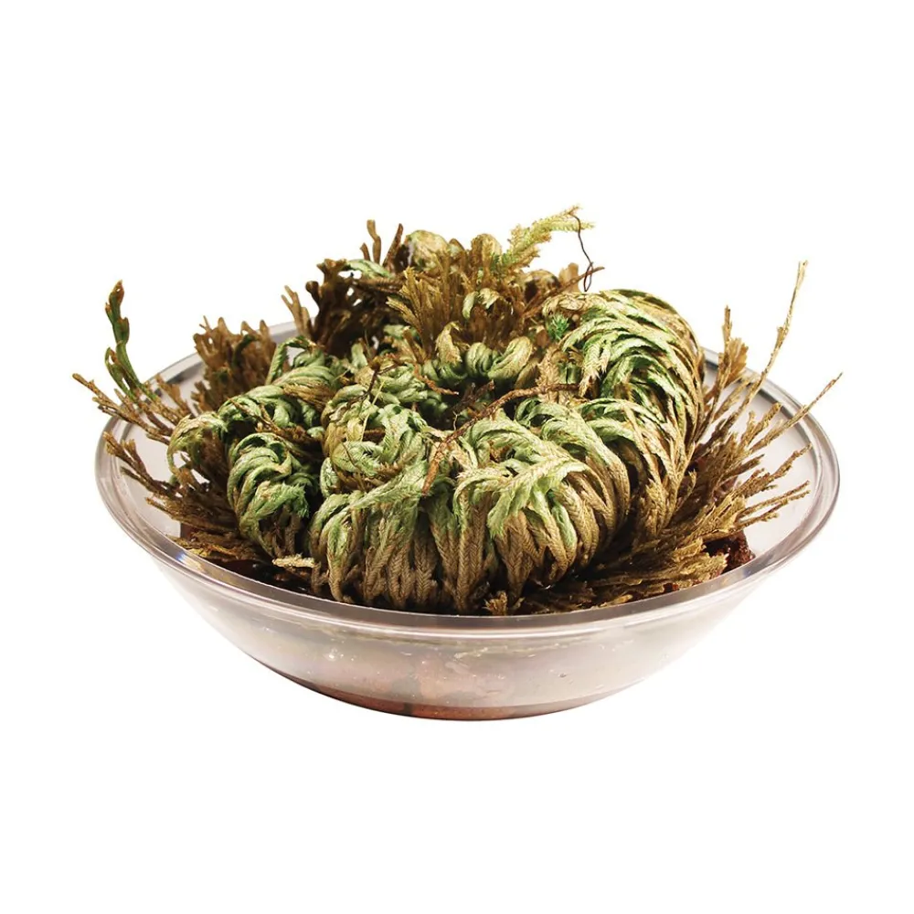 Silver Circle Dinosaur Plant Boxed Fashion