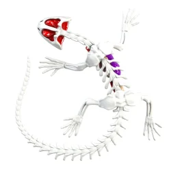 Mastermind Toys Dissect It - Salamander Fashion