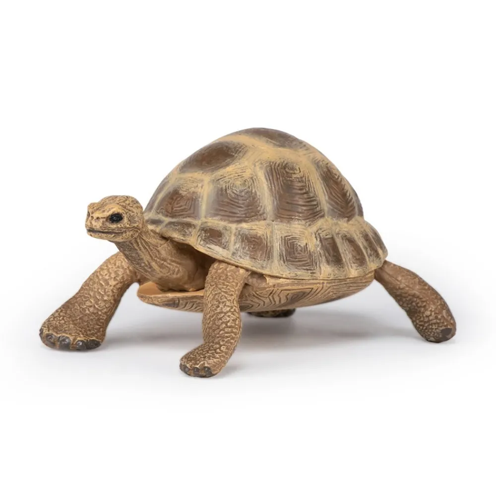 PAPO INTERNATIONAL INC. Hermann Tortoise Sale