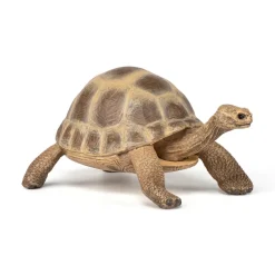 PAPO INTERNATIONAL INC. Hermann Tortoise Sale