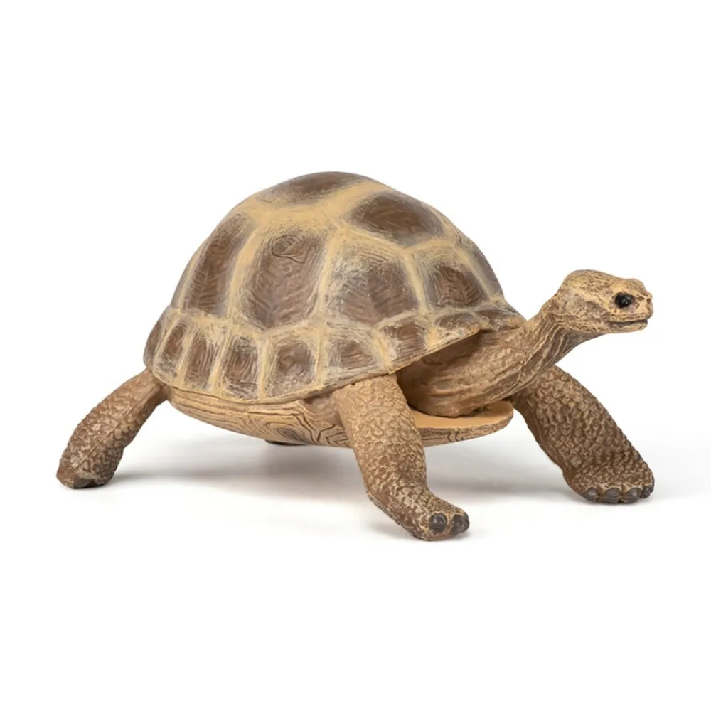 PAPO INTERNATIONAL INC. Hermann Tortoise Sale