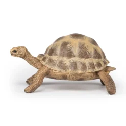 PAPO INTERNATIONAL INC. Hermann Tortoise Sale