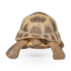 PAPO INTERNATIONAL INC. Hermann Tortoise Sale