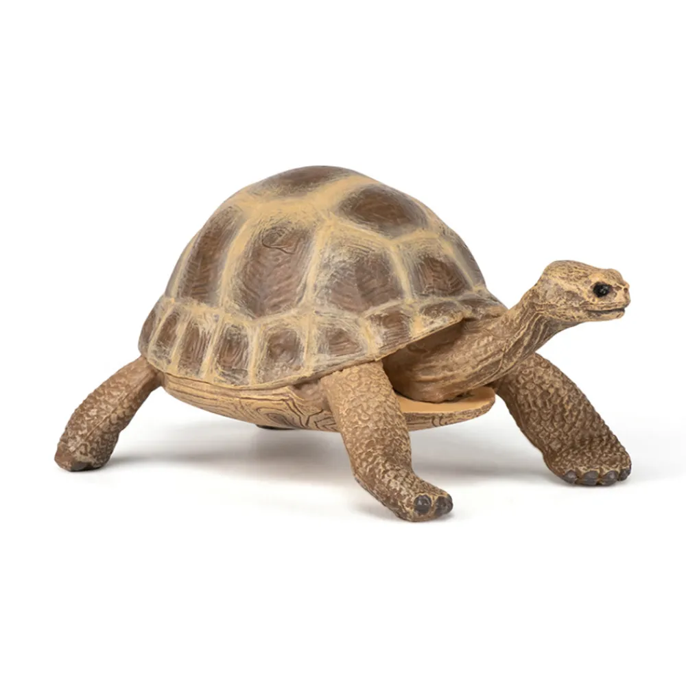 PAPO INTERNATIONAL INC. Hermann Tortoise Sale