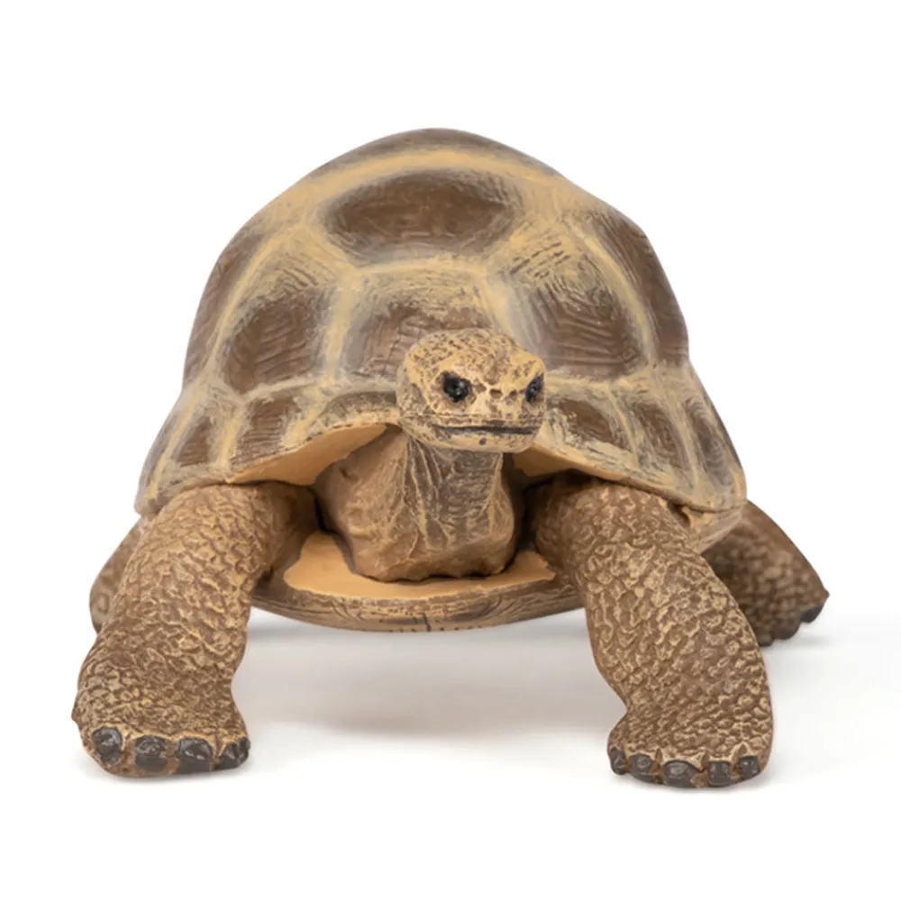 PAPO INTERNATIONAL INC. Hermann Tortoise Sale