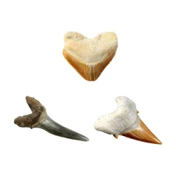 National Georaphic National Geographic Shark Tooth Dig Kit Clearance