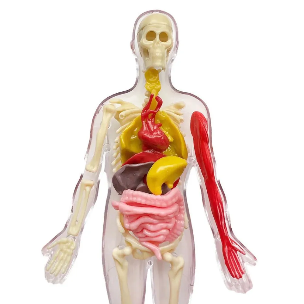 Thames & Kosmos Ooze Labs: Visible Human Body Hot