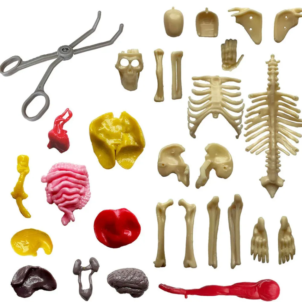 Thames & Kosmos Ooze Labs: Visible Human Body Hot